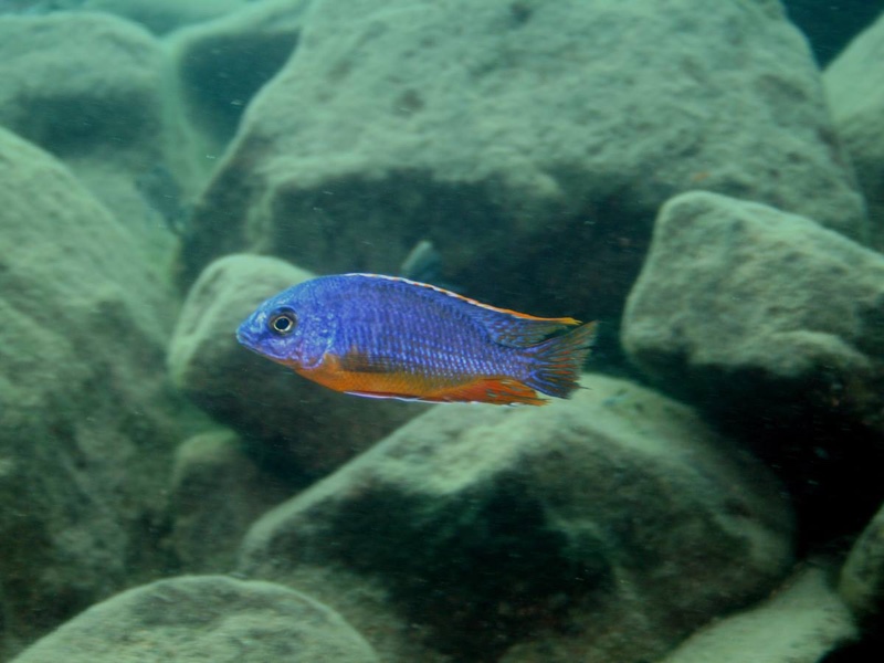 Protomelas sp. 'steveni imperial' Chiofu